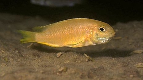 Tropheops sp. 'gold otter' Otter Point